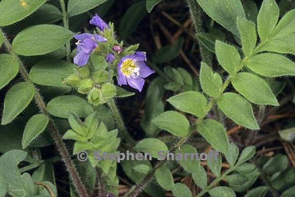 polemonium pulcherrimum 7 graphic